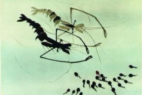 蝌蚪网国产,蝌蚪网引领绿色科技新潮流